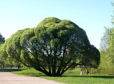 Ива ломкая (лат. Salix fragilis). Экспозиция Растительный мир. Сахалинский  зооботанический парк.