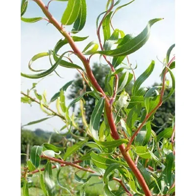 Купить саженцы Salix matsudana'Tortuosa', Вербы китайськи, 500см от  питомника растений Хмелева. Звоните +380 (67) 653-42-04 доставим по всей  Украине.