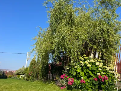 Ива Матсудана Salix Matsudana - купить декоративные и хвойные растения с  доставкой по Украине в магазине Добродар