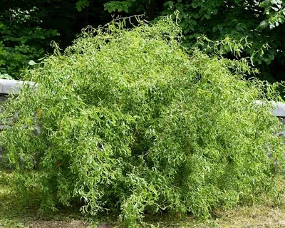 Ива Матсудана (Salix matsudana) — купите саженцы в контейнере в Краснодаре  - Прекраснодар — садовый центр в Краснодаре
