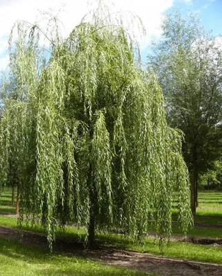 Ива плакучая Salix купить в Москве в питомнике, растения по цене от 500 руб.