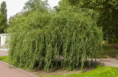 Старая плакучая ива | Древесные растения Омской области