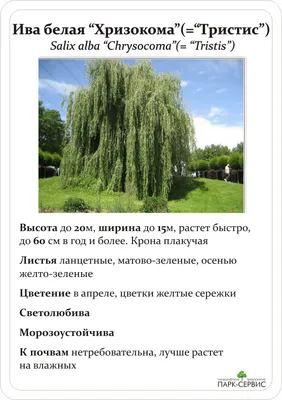 Саженец Ива Плакучий гном (Salix Placutschii Gnom) купить по цене 640 руб.  в Томске | Садовый супермаркет «ДАЧА»