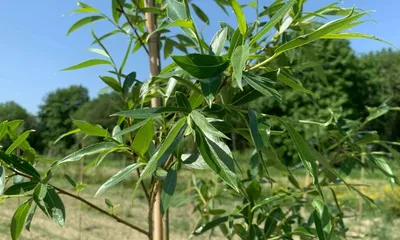 Ива ломкая (Salix fragilis) - Питомник и Садовый центр Русские Деревья