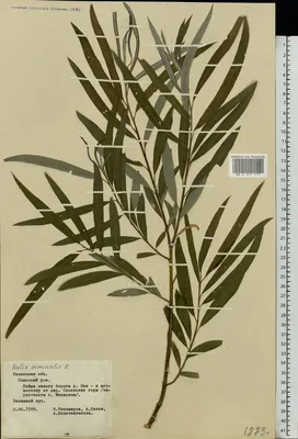 Ива ломкая шаровидная (Salix fragolis) - каталог магазина, купить в  питомнике растений Вашутино.