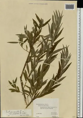 MW0311217, Salix viminalis (Ива прутовидная, Ива корзиночная), specimen