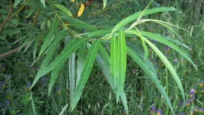 Ива прутовидная (Salix viminalis L.)