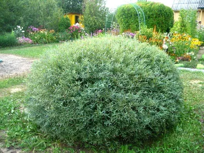 Пурпурная ива (Salix purpurea) сорт Нана - удачное растение для топиарной  стрижки | ЭКОсад для всех | Дзен