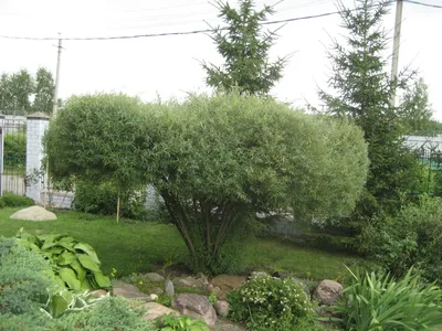 Купить Ива пурпурная \"Нана\" (Salix purpurea 'Nana') от 199 руб. в  интернет-магазине Архиленд с доставкой почтой по Москве и в регионы