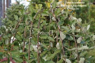 Ива росистая \"Pendula\" купить в питомнике растений, доставка по Мурманску и  Мурманской области, саженцы, крупномеры, посадка и уход