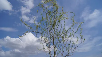 Ива извилистая-2 (Свердловская селекция) - Лиственные растения весна 2024  года - купить лиственные растения спирея, кизильник, барбарис, лапчатка.