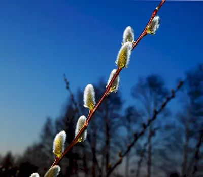 Salix caprea L., Ива козья (World flora) - Pl@ntNet identify