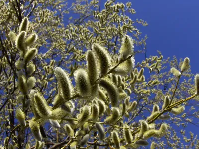 Ива Erythroflexuosa - Саженцы растений » Лиственные деревья саженцы » Ива »  Ива Erythroflexuosa