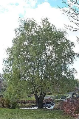 Ива белая – дерево и древесина – Salix alba
