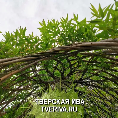 Ива козья — Алтайский биосферный заповедник