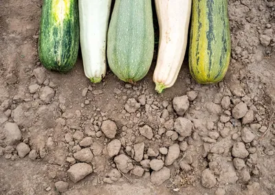 Бесплатное изображение: овощ, зеленый, тыква, флора, природа, кабачки,  зеленый
