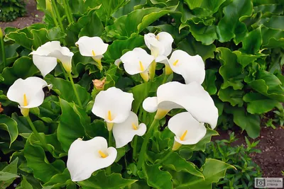 красивый снимок белого цветка каллы в саду Стоковое Фото - изображение  насчитывающей сад, завод: 217511920
