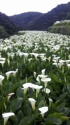 белые цветки каллы в ботаническом саду Стоковое Изображение - изображение  насчитывающей свеже, цветасто: 221384105