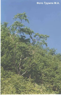 Каменная береза мосб природы пути Стоковое Изображение - изображение  насчитывающей больш, мох: 170129331