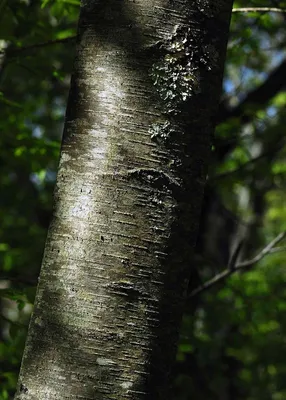 Камчатка фото: Береза Эрмана, или каменная береза, и грибы-паразиты,  растущие на дереве - Флора полуострова Камчатка - Петропавловск-Камчатский,  Камчатка фотография