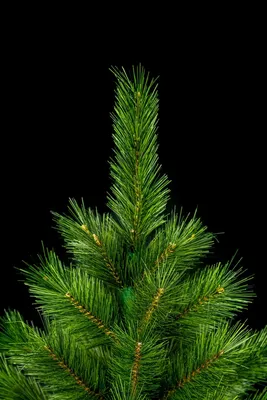 Ель (елка, сосна) Канадская 0,8 метр купить в Минске - Доступная цена