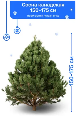 Сосна Канадская, новогодняя живая елка срезанная, 150-175 см купить товары  для дома с быстрой доставкой на Яндекс Маркете