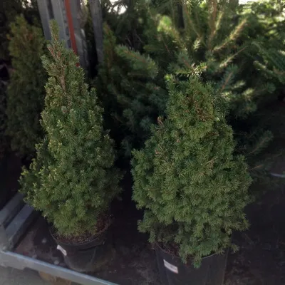 Ель канадская (Picea glauca) | Декоративные древесные растения для Сибири |  Дзен