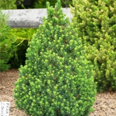 Ель Канадская (сизая) \"Alberta Globe (Picea Glauca)\" | LeafGarden