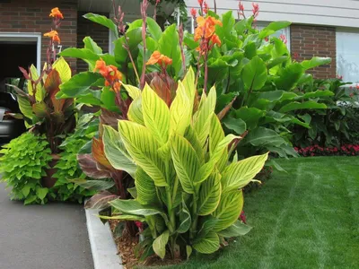 Цветок канна: уход в саду, фото использования в ландшафтном дизайне | Идеи  посадки растений, Тропический ландшафтный дизайн, Цветоводство