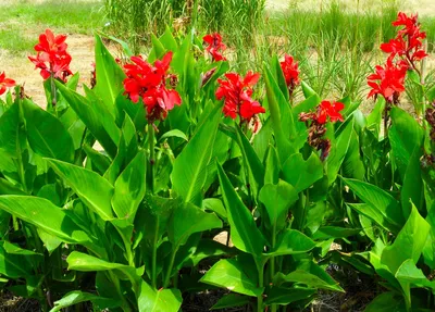 Цветок канна (45 фото): все о видах, размножении, посадке и уходе -  HappyModern.RU