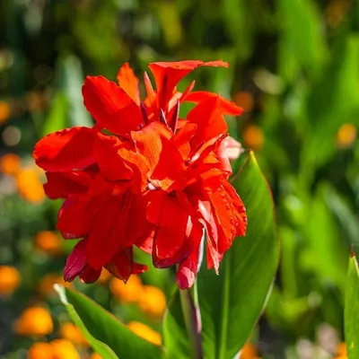 Цветы Канны Фото В Саду – Telegraph