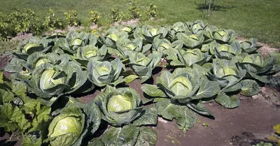 Как подготовить грядку для капусты: 5 тонкостей, о которых нужно знать | На  грядке (Огород.ru)