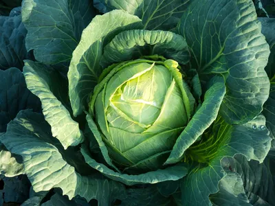 уДАЧНЫЕ СОТКИ: полезные советы по выращиванию капусты | Новости Гомеля