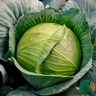 Китайский салат» со своей грядки. Советы по выращиванию пекинской капусты |  Огород | Дача | Аргументы и Факты