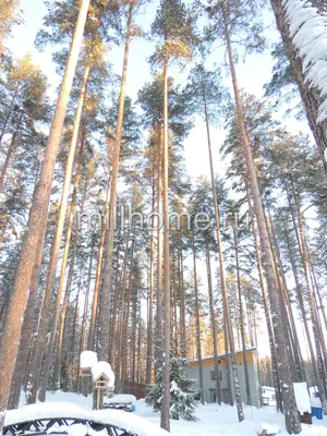 Карельская сосна. Озеро Engozero, северный Karelia Россия Стоковое Фото -  изображение насчитывающей неровно, дезертировано: 39286114