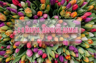 Андрей Никитин и Елена Писарева поздравили новгородок с 8 марта - 53 Новости