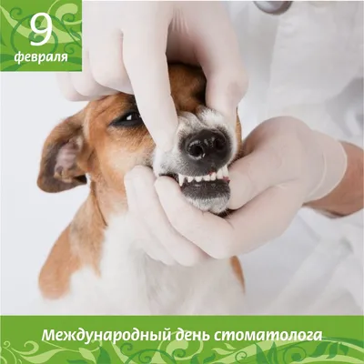 День стоматолога - картинки и поздравления с Днем стоматолога - Главред