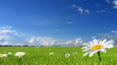 Картинка на рабочий стол цветы, обои на рабочий стол, фото, трава, солнце,  природа, лето, весна, небо, поле 1920 x 1080