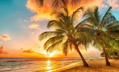 Природа летом в тропиках где пальмы пляж океан - обои на рабочий стол