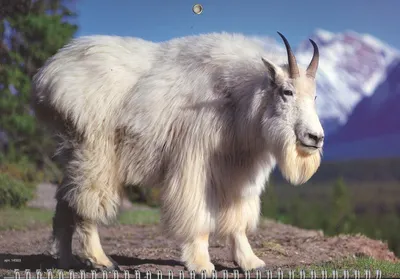 Вождение козы — Википедия