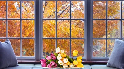 осень, чай, вид из окна, идеи для фото | Вид из окна, Идеи для фото, Осень