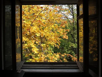 Взгляд от окна, осень стоковое фото. изображение насчитывающей красивейшее  - 45916392