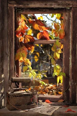Вид из окна на осень