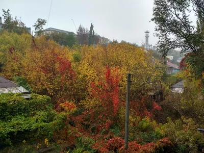 Осенний вид из окна | Пикабу