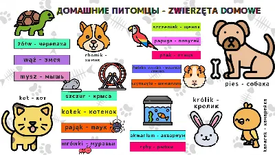 Диграфы (dwuznaki) в польском языке - YouTube