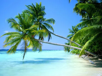 Скачать обои на рабочий стол бесплатно без регистрации в формате 1280x960.  Плакучая пальма. Острова, вода, пальма, небо.