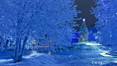 Картинки парк, зима, новый год, елка, красиво, профи, фото, bing - обои  1366x768, картинка №119727