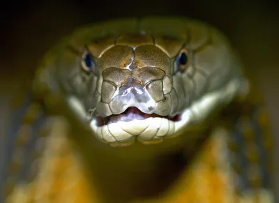 Портрет змеи - Природа - Обои на рабочий стол - web.A.net