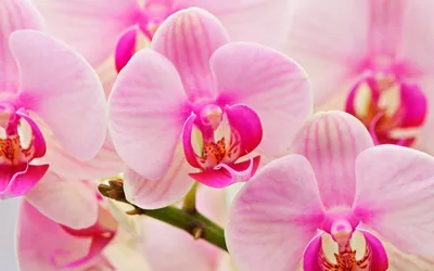 Цветы орхидеи обои для рабочего стола, картинки и фото - RabStol.net