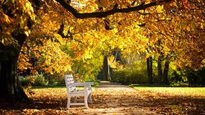 Обои \"Осень\" на рабочий стол, скачать бесплатно лучшие картинки Осень на  заставку ПК (компьютера) | mob.org